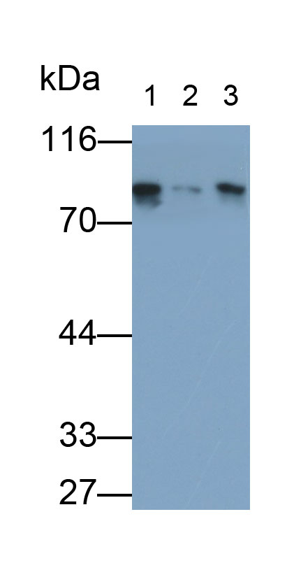 Polyclonal Antibody to Breast Cancer Susceptibility Protein 1 (BRCA1)