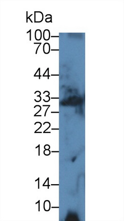 Polyclonal Antibody to Immunoglobulin Associated Alpha (Iga)