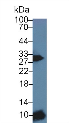 Polyclonal Antibody to Immunoglobulin Associated Alpha (Iga)