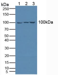 Polyclonal Antibody to Leukocyte Immunoglobulin Like Receptor Subfamily B, Member 1 (LILRB1)