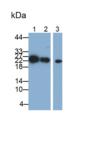 Polyclonal Antibody to Platelet Activating Factor Acetylhydrolase Ib3 (PAFAH1B3)