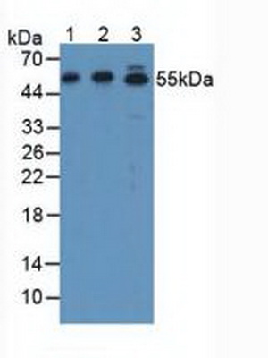 Polyclonal Antibody to Activating Transcription Factor 7 (ATF7)