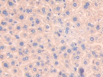 Polyclonal Antibody to Activating Transcription Factor 7 (ATF7)