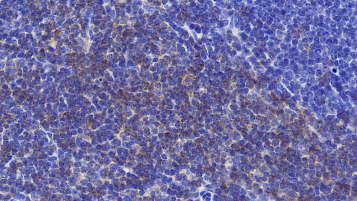 Polyclonal Antibody to Cluster of Differentiation 90 (CD90)