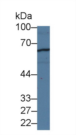 Polyclonal Antibody to Complement Component 1, Q Receptor (C1qR1)