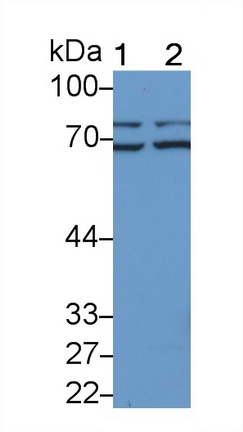 Polyclonal Antibody to Lipopolysaccharide Binding Protein (LBP)