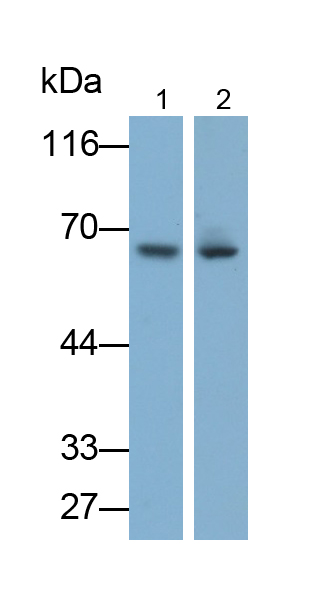 Polyclonal Antibody to Lipopolysaccharide Binding Protein (LBP)