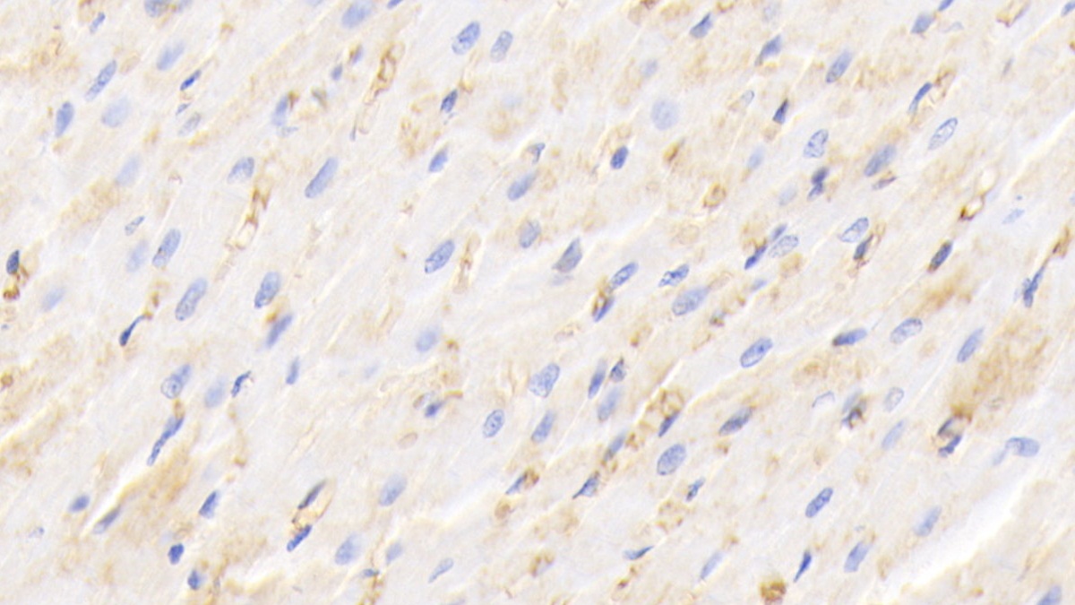 Polyclonal Antibody to Hemoglobin (HB)