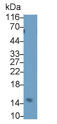 Polyclonal Antibody to Hemoglobin (HB)