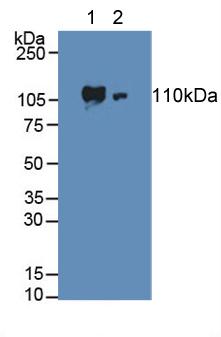 Polyclonal Antibody to Adenylate Cyclase 3 (ADCY3)