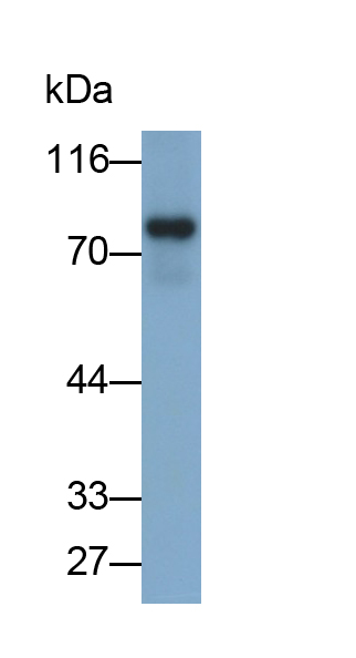 Polyclonal Antibody to Glucuronidase Beta (GUSb)