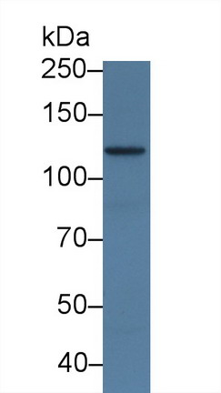 Polyclonal Antibody to Adenylate Cyclase 7 (ADCY7)