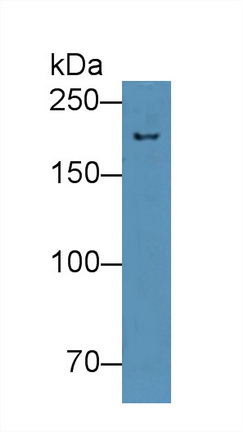 Polyclonal Antibody to Nuclear Pore Glycoprotein 210 (gp210)