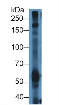 Polyclonal Antibody to Nuclear Pore Glycoprotein 210 (gp210)