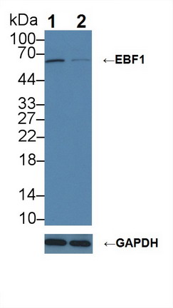 Polyclonal Antibody to Early B-Cell Factor 1 (EBF1)