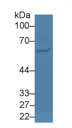 Polyclonal Antibody to Early B-Cell Factor 1 (EBF1)