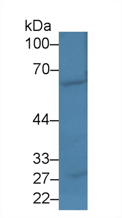 Polyclonal Antibody to Early B-Cell Factor 1 (EBF1)