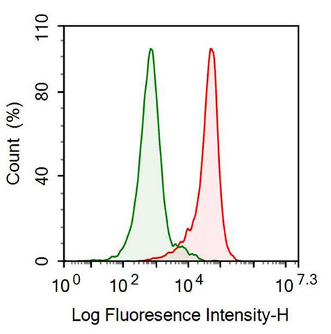 Polyclonal Antibody to Cluster Of Differentiation 99 (CD99)