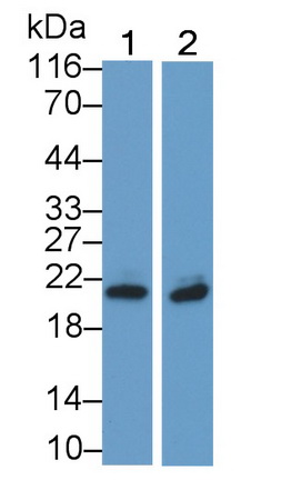 Polyclonal Antibody to Cluster Of Differentiation 99 (CD99)