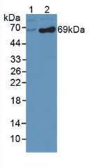 Polyclonal Antibody to Dopamine Beta Hydroxylase (DbH)