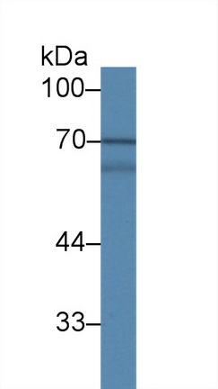 Polyclonal Antibody to Mitogen Activated Protein Kinase 7 (MAPK7)