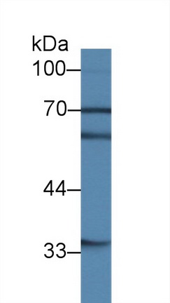 Polyclonal Antibody to Mitogen Activated Protein Kinase 7 (MAPK7)