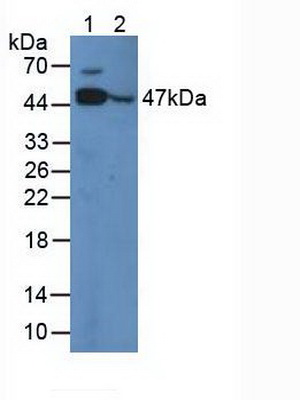 Polyclonal Antibody to Enolase 3 (ENO3)