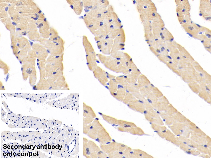 Polyclonal Antibody to Enolase 3 (ENO3)