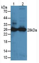 Polyclonal Antibody to Proteinase 3 (PR3)