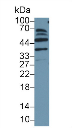 Polyclonal Antibody to Macrophage Erythroblast Attacher (MAEA)