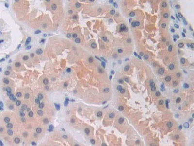 Polyclonal Antibody to Macrophage Erythroblast Attacher (MAEA)