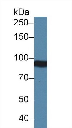 Polyclonal Antibody to Integrin Beta 4 (ITGb4)