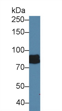 Polyclonal Antibody to Integrin Beta 4 (ITGb4)