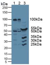 Polyclonal Antibody to Ribonuclease Inhibitor (RI)