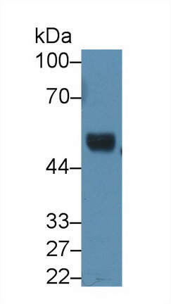 Polyclonal Antibody to Ribonuclease Inhibitor (RI)