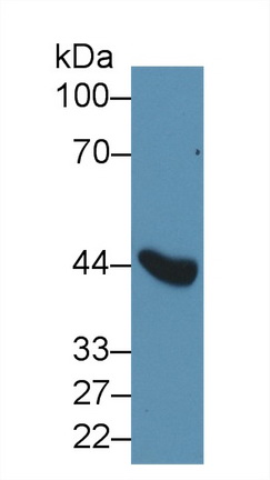 Polyclonal Antibody to Ribonuclease Inhibitor (RI)