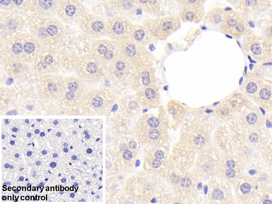 Polyclonal Antibody to Ribonuclease Inhibitor (RI)