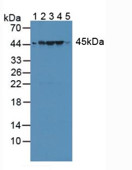 Polyclonal Antibody to Ribonuclease Inhibitor (RI)