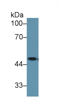 Polyclonal Antibody to Enolase 1 (ENO1)