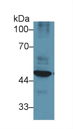 Polyclonal Antibody to Enolase 1 (ENO1)