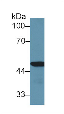 Polyclonal Antibody to Enolase 1 (ENO1)