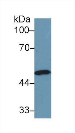 Polyclonal Antibody to Enolase 1 (ENO1)