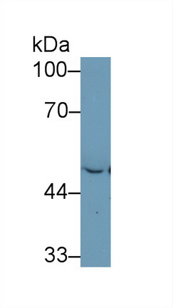 Polyclonal Antibody to Enolase 1 (ENO1)