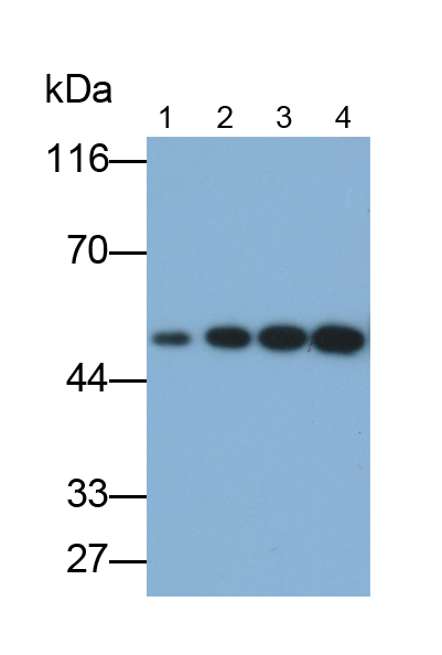 Polyclonal Antibody to Enolase 1 (ENO1)