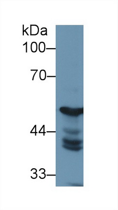 Polyclonal Antibody to Enolase 1 (ENO1)