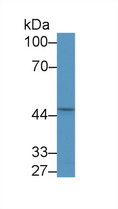 Polyclonal Antibody to Early Growth Response Protein 2 (EGR2)