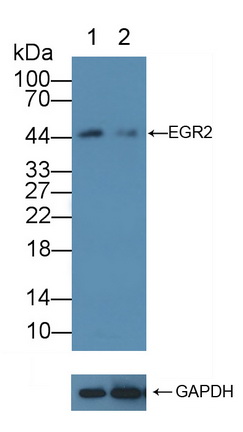 Polyclonal Antibody to Early Growth Response Protein 2 (EGR2)