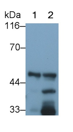 Polyclonal Antibody to Pancreatic Lipase (PL)