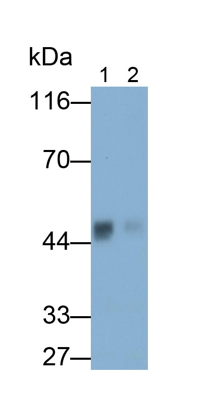 Polyclonal Antibody to Pancreatic Lipase (PL)