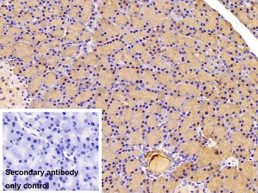 Polyclonal Antibody to Pancreatic Lipase (PL)